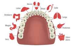 Grafik Unterkiefer Grafik Unterkiefer